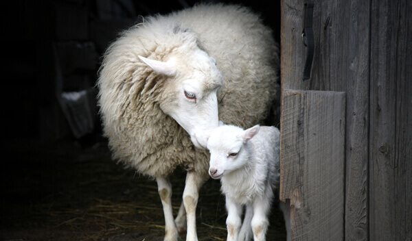sheep-and-lamb